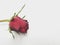 A red rose on the white background