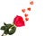 Red rose on a white background and randomly the scattered red glass hearts