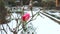 The red rose on the white snow. The snow continues to fall. Harsh winter in Italy,