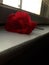 Red Rose windowsill white romantic