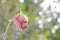 Red rose wither on branch in garden