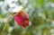 Red rose wither on branch in garden