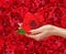 Red rose in woman hand over beautiful red rose petals