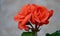 Red Rosebud Geranium Pelargonium