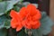Red Rosebud Geranium Pelargonium. Green background