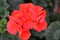 Red Rosebud Geranium Pelargonium. Small fully bloomed flower