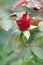 Red rosebud after rain with raindrops