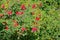 Red rosebush fruits