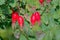 Red rosebush fruits