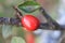 Red rosehip