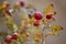 Red rosehip berries on branches