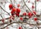 Red rosehip berries in winter frost closeup