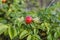 Red rosehip on bush