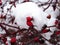 Red rosehip fruit on a background of snow lying on the branches of a shrub