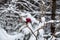 red rosehip under the snow