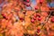 Red rosehips growing on a rose hip bush. Shallow DOF