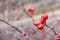 Red rosehips growing on a rose hip bush. Shallow DOF.