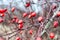 Red rosehips growing on a rose hip bush. Shallow DOF.