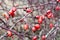 Red rosehips growing on a rose hip bush. Shallow DOF.