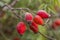 Red rosehips in the snow