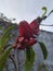Red Rosella Flower Photo