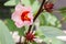 Red roselle flower