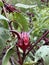 red roselle flower in a garden