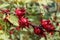 Red roselle flowers in the garden. hibiscus sabdariffa