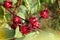 Red roselle flowers in the garden. hibiscus sabdariffa