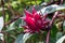 Red Roselle plant in the garden.Known as Jamaica or Carcade plant. Hibiscus sabdariffa