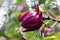 Red Roselle plant in the garden.Known as Jamaica or Carcade plant. Hibiscus sabdariffa