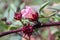 Red Roselle plant in the garden.Known as Jamaica or Carcade plant. Hibiscus sabdariffa