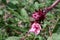 Red Roselle plant in the garden.Known as Jamaica or Carcade plant. Hibiscus sabdariffa