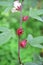 Red roselle on trees in nature