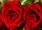 Red roses