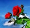 Red roses against a backdrop of blue sky