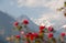 Red roses against the mountains