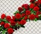 Red roses along the wire fence. Rose Climber Don Juan