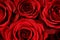 Red roses background