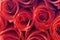Red roses background. Beautiful up-close flowers buds.