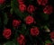 Red roses background. A bouquet of beautiful and selective roses. Rose as a symbol of love and beauty