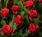 Red roses background. A bouquet of beautiful and selective roses. Rose as a symbol of love and beauty