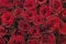 Red roses background. Fresh red and burgundy roses. Red rose buds