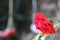 Red roses with on background a red swing