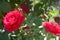 Red Roses. Beautiful red climbing roses in the summer garden