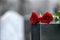 Red roses on black granite tombstone, space for text. Funeral ceremony