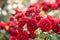 Red roses blooming background. Red roses bush in sunlight closeup