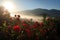 red roses blooming in the morning sun, with misty mountains visible in the background