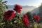 red roses blooming in the morning sun, with misty mountains visible in the background