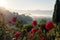 red roses blooming in the morning sun, with misty mountains visible in the background